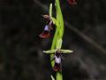 Ophrys insectifera